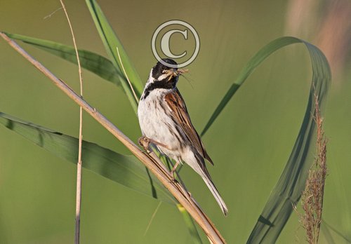 Male Reed Bunting DN1802